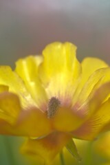 母子花　➁。。。！