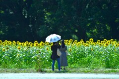 ひまわり畑は元気いっぱい　①。。。！