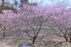 春の伝道師　②。。。！