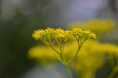 憂いの雨模様 ②。。。! 憂いの雨模様 ②。。。!