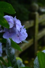 あじさい寺　➂。。。！