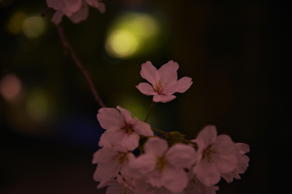 妖艶に咲く　①。。。！