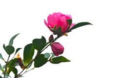 冬に炎えて咲く　②。。。！