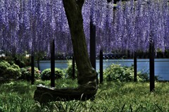 平等院の藤棚。。。！