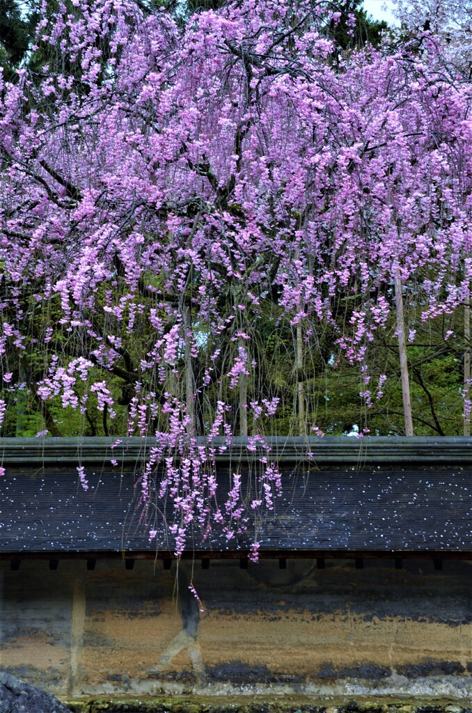 龍安寺の枝垂桜。。。！