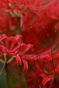 真紅の秋色　④。。。！