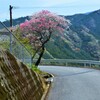 天界の花園　③。。。！