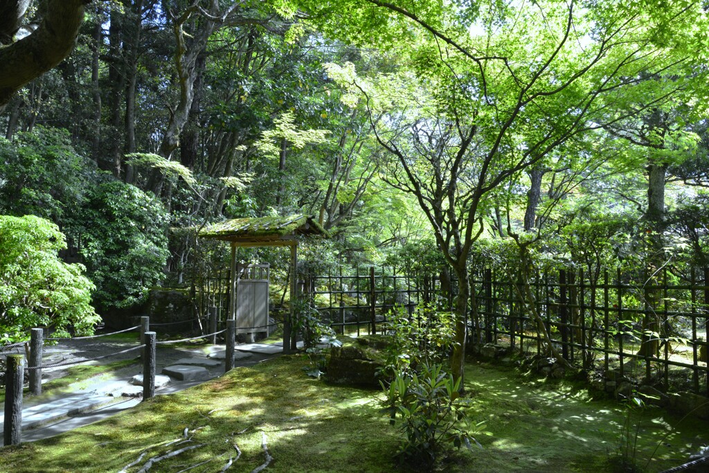 新緑の京都天授庵　①。。。！