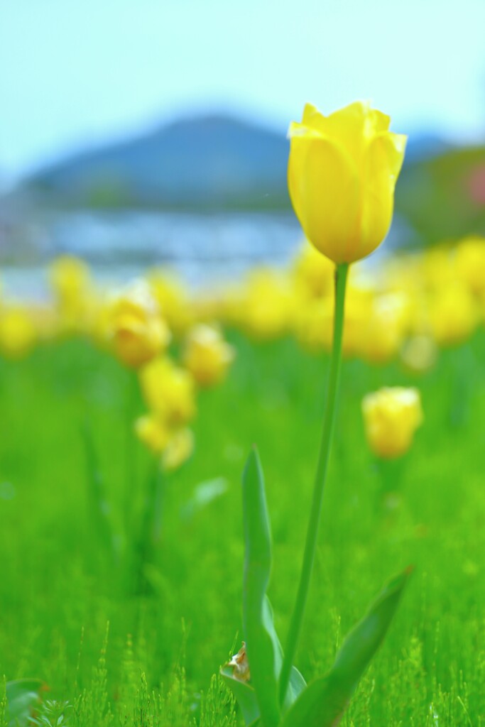 春の讃歌　④。。。！