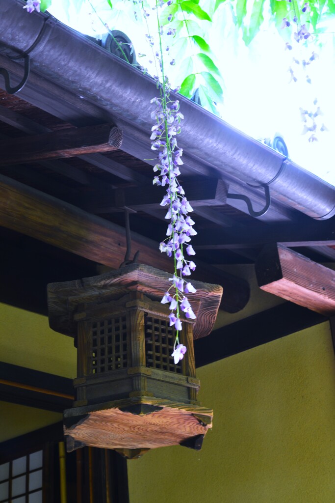 庚申庵の春花　➂。。。！