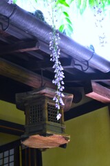 庚申庵の春花　➂。。。！