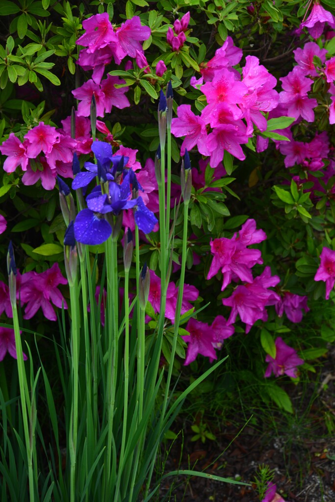 菖蒲．．蒼い真珠　①。。。！