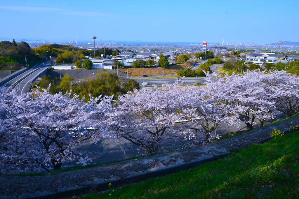 高速インターの春　①。。。！