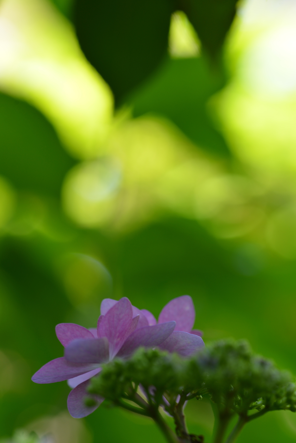 ピンクの紫陽花　①。。。！