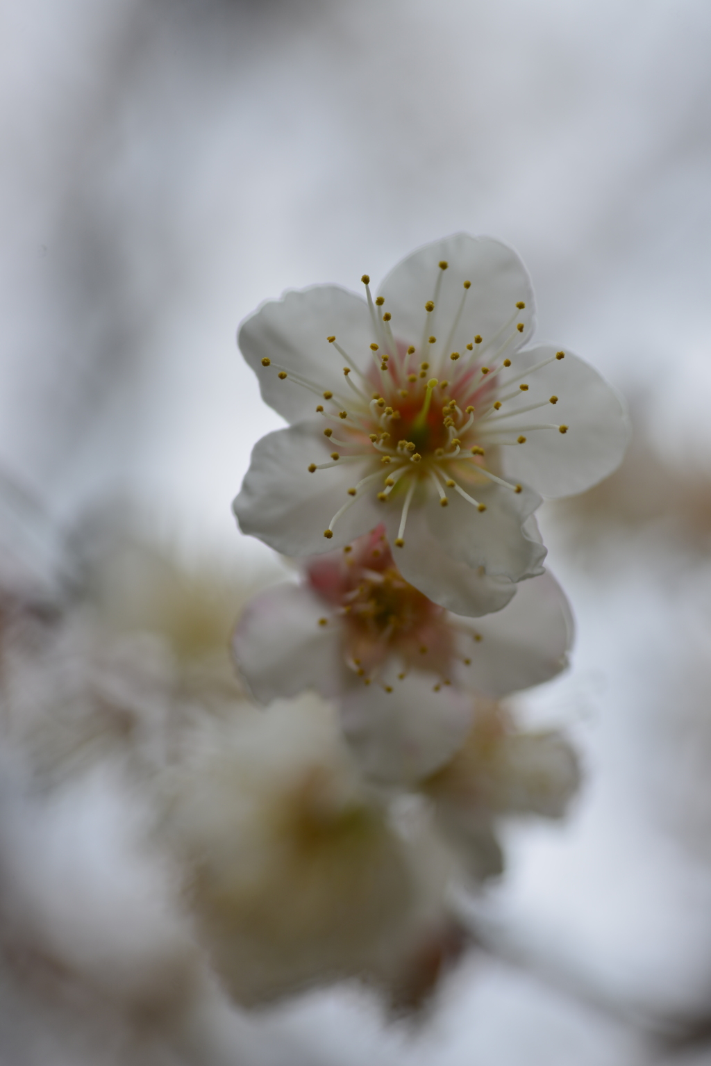白いベールの花たち　②。。。！