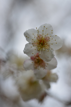 白いベールの花たち　②。。。！