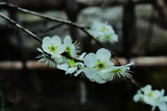 青梅が咲きました　➂。。。！