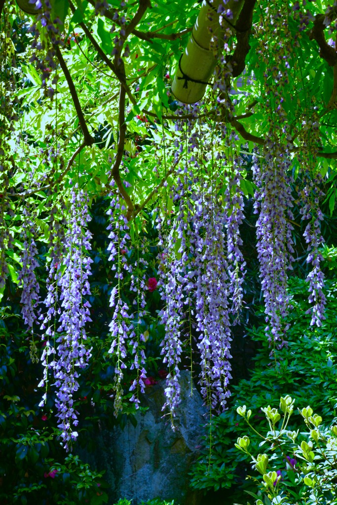 妖艶な紫雲　⑤。。。！