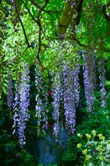 妖艶な紫雲　⑤。。。！