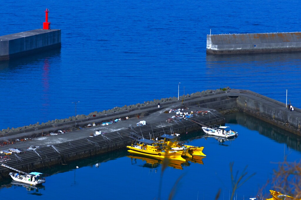 カメラ女子と水仙の丘　①。。。！