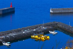 カメラ女子と水仙の丘　①。。。！