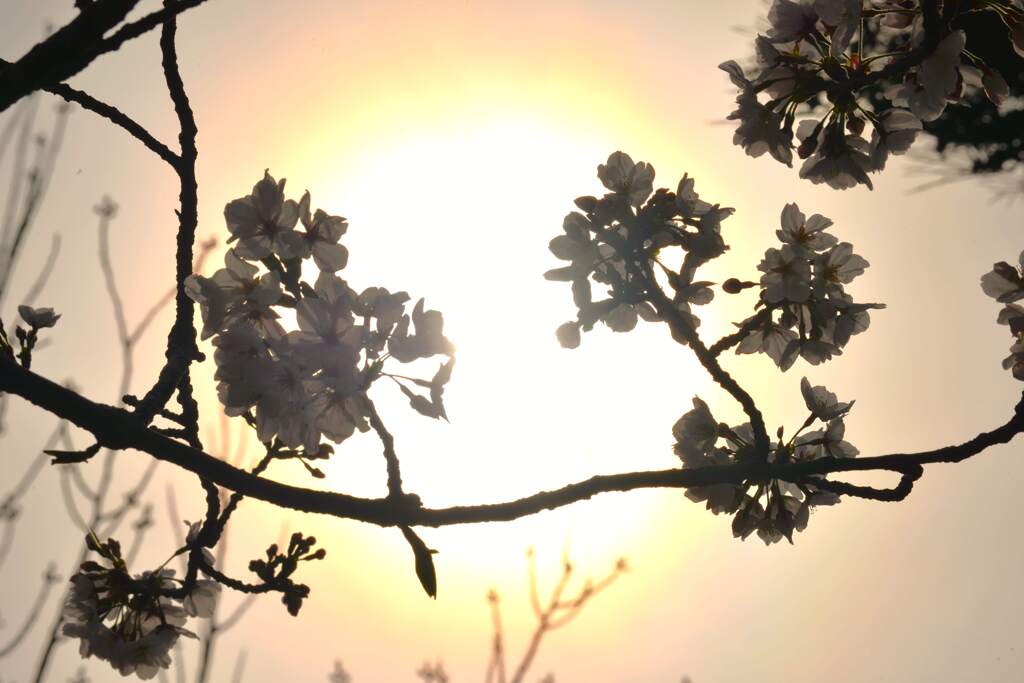 さくらの詩　⑥。。。！