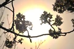 さくらの詩　⑥。。。！