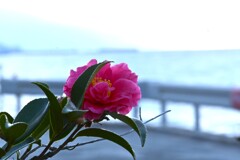 磯風に吹かれて　。。。！