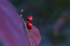 秋枯れの公園　④。。。！