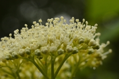 紫陽花の詩。。。！