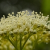 紫陽花の詩。。。！