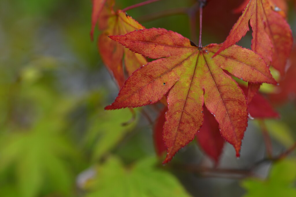 この秋を探して　②。。。！