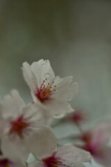 哀花．．桜の涙　②。。。！