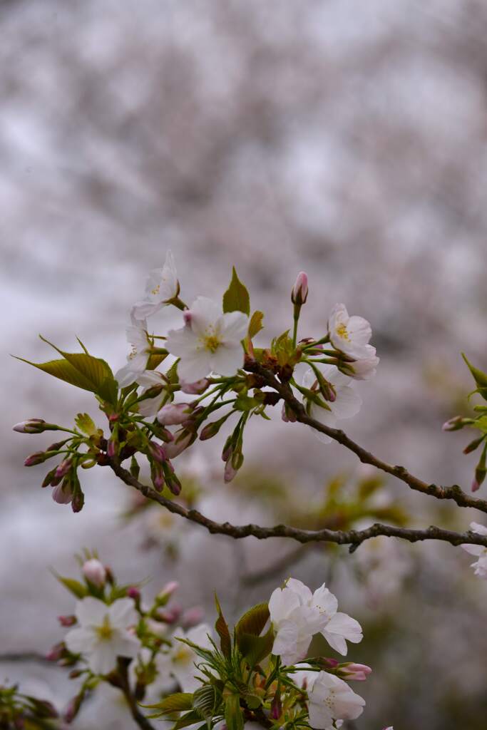 さくらの詩　➂。。。！