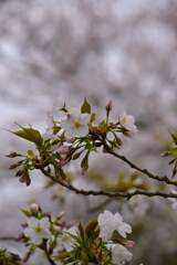 さくらの詩　➂。。。！