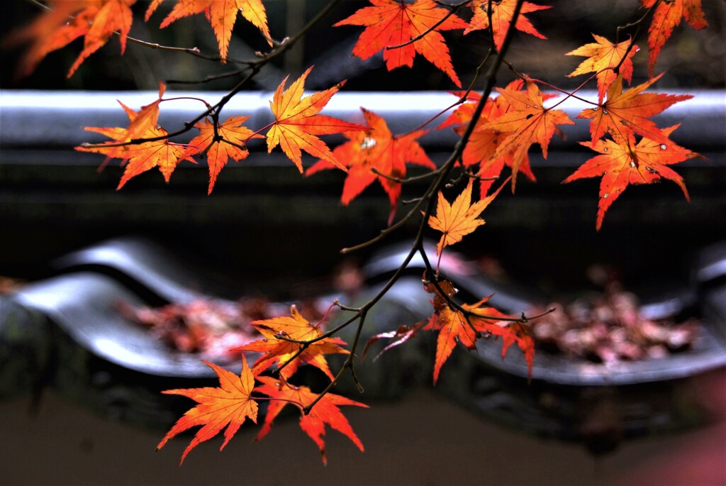 五百羅漢と刹那の秋　⑤。。。！