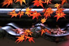 五百羅漢と刹那の秋　⑤。。。！