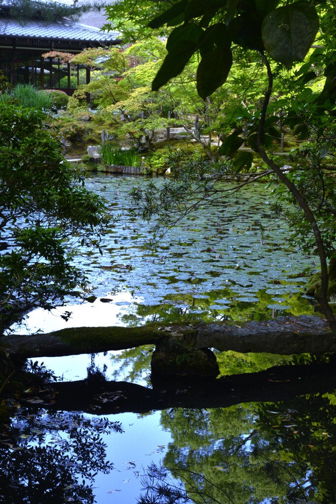 新緑の京都天授庵　➂。。。！
