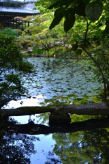 新緑の京都天授庵　➂。。。！