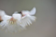この世の春　③。。。！