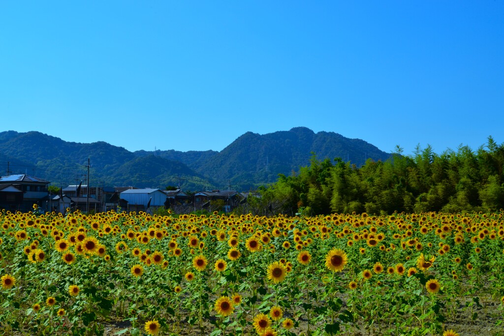 最後の夏花　➁。。。！