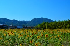 最後の夏花　➁。。。！