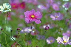 薄紅のコスモスが秋の　①。。。！