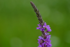 しっぽの花飾り。。。！