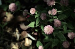 夏に負けるな　②。。。！