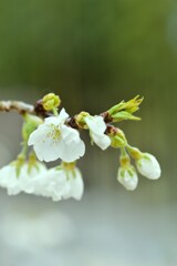 うば桜．．愛しい想い　④。。。！