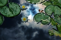憂いの睡蓮花　３