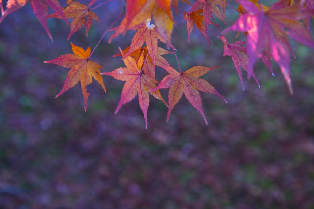 季節が落下する　➂。。。！
