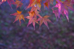 季節が落下する　➂。。。！
