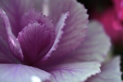 冬花　④。。。！